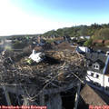 18_30-nest.jpg
