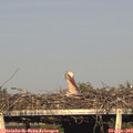 18_35-mast.jpg