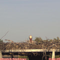 18_40-mast.jpg