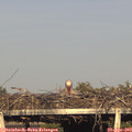 18_45-mast.jpg