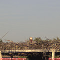 18_50-mast.jpg