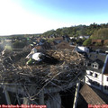 18_50-nest.jpg
