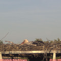 19_00-mast.jpg