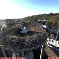 19_00-nest.jpg