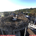 19_05-nest.jpg