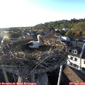 19_10-nest.jpg