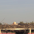 19_15-mast.jpg