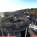 19_15-nest.jpg
