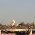 19_20-mast.jpg