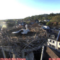 19_20-nest.jpg