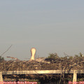 19_25-mast.jpg