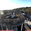 19_25-nest.jpg