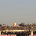 19_30-mast.jpg