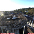 19_30-nest.jpg