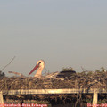 19_35-mast.jpg