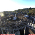 19_35-nest.jpg