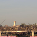 19_40-mast.jpg