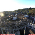 19_40-nest.jpg