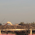 19_45-mast.jpg