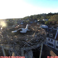 19_45-nest.jpg