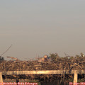 19_50-mast.jpg