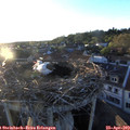 19_50-nest.jpg