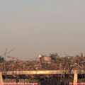 19_55-mast.jpg