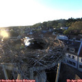 19_55-nest.jpg
