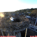 20_00-nest.jpg