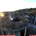 20_05-nest.jpg
