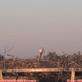 20_10-mast.jpg