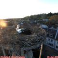 20_10-nest.jpg