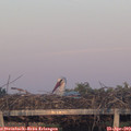 20_15-mast.jpg