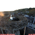 20_15-nest.jpg