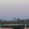 20_20-mast.jpg