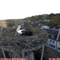 20_20-nest.jpg