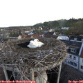 06_15-nest.jpg