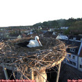 06_25-nest.jpg