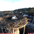 06_30-nest.jpg
