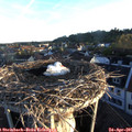 06_35-nest.jpg