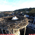 06_40-nest.jpg