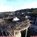 06_45-nest.jpg