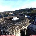 06_50-nest.jpg