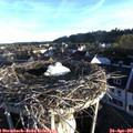 06_55-nest.jpg
