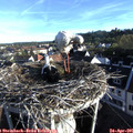 07_20-nest.jpg