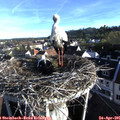 07_25-nest.jpg