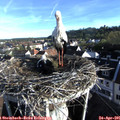 07_30-nest.jpg