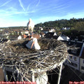 07_50-nest.jpg