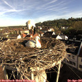 08_05-nest.jpg