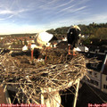 08_15-nest.jpg